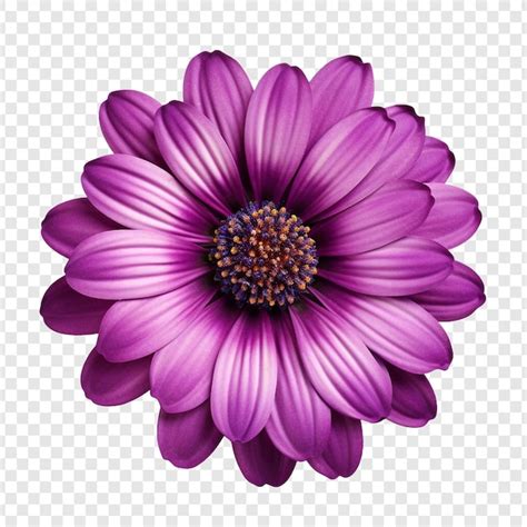 Flower Png Zdjęcia darmowe pobieranie na Freepik