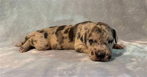 Brindle Merle Male Great Dane Great Dane Puppies For Sale In Missouri