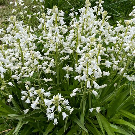 Hyacinthoides hispanica "White City" Fall-Planted Flower Bulbs – Hudson