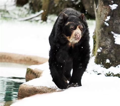 Animals enjoy the snow at Belfast Zoo - Belfast Live