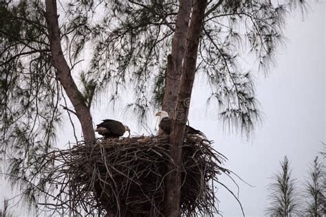 Nesting Adult Bald Eagle Haliaeetus Leucocephalus Nests on Marco Island