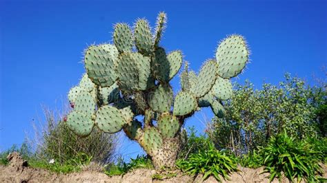 Mexicaanse Nopal Cactusinstallatie Stock Foto Image Of Verscheidene