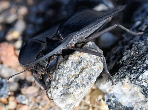 Helea scaphiformis – Ausemade