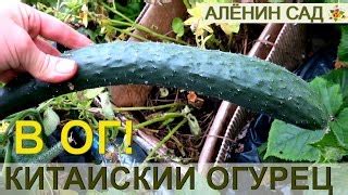 Огурец Китайский император: отзывы, описание сорта, фото, видео, отзывы ...