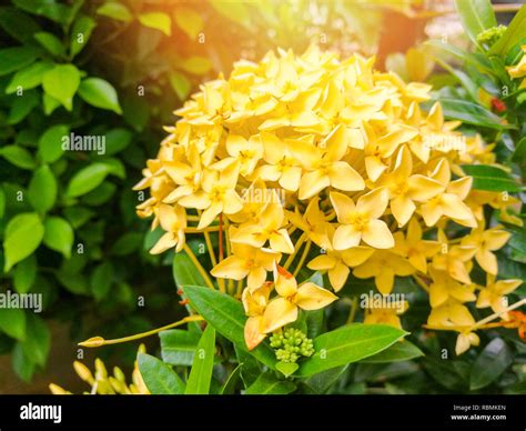 Ixora Flower Yellow Ixora Flower Blossom In A Garden Spike Flower