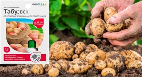 Средство от колорадского жука Табу: инструкция по применению препарата ...