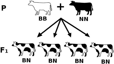 Codominancia Genetica - BIOLOGÍA II: CONCEPTOS DE VARIACIÓN GENÉTICA, DOMINANCIA INCOMPLETA ...