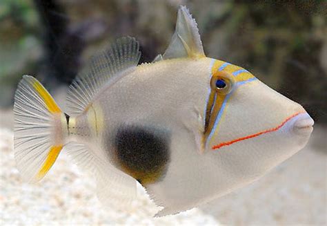 bursa triggerfish rhinecanthus verrucosus