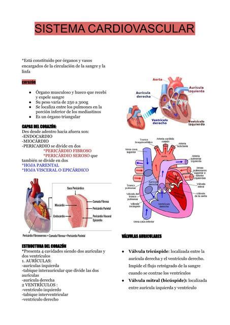 Sistema Cardiovascular Leila De Souza UDocz