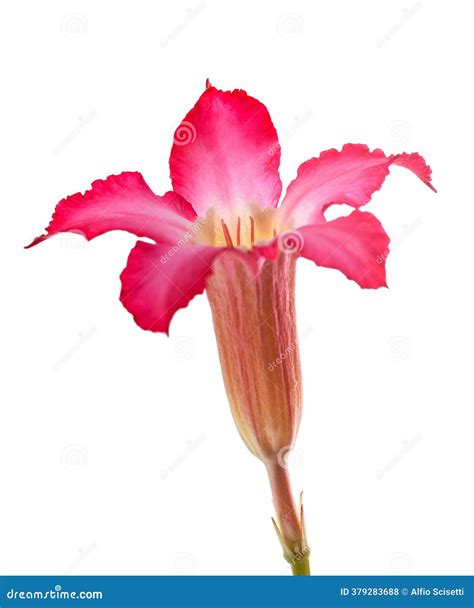 Desert Rose; Impala Lily; Mock Azalea Stock Image | CartoonDealer.com