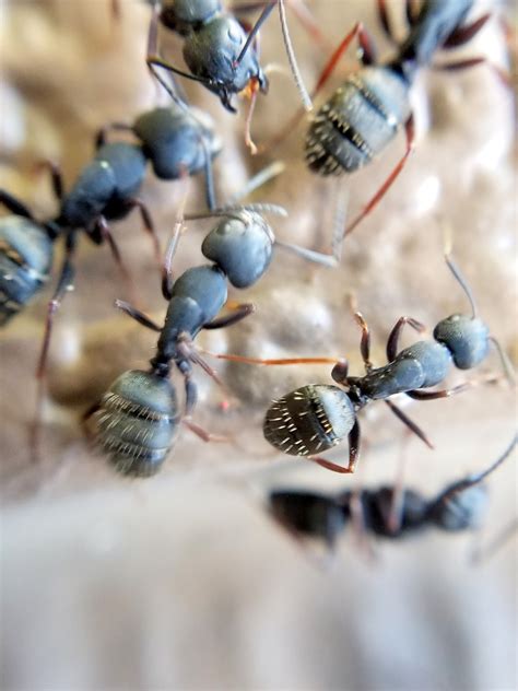 Home Pest Control of Seattle | Seattle WA