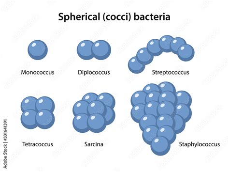 Diplococcus Bacteria