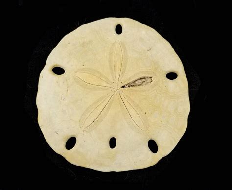 Big Fossil Sand Dollar Florida Ocala Limestone Eocene 38mya Etsy