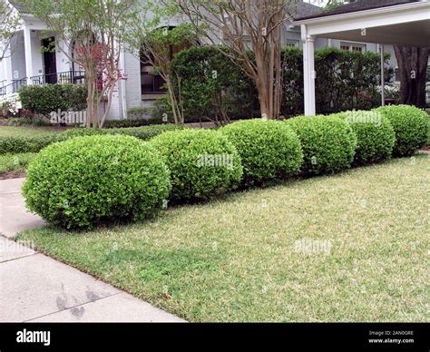 BUXUS MICROPHYLLA JAPONICA Stock Photo - Alamy