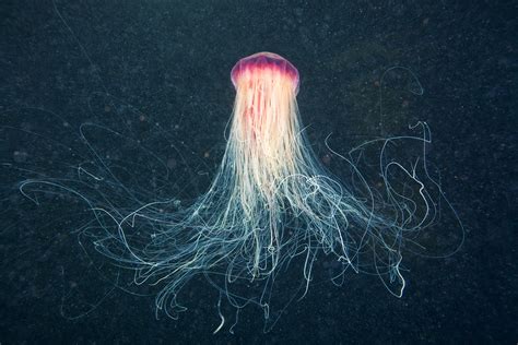 AVEEK Blogs Lion Mane Jellyfish