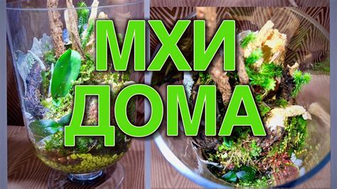 Как вырастить и размножить мох в домашних условиях - YouTube