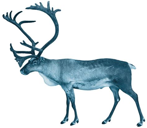 Caribou Biosciences Developing Sophisticated Allogeneic Cell Therapies