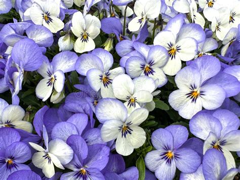 Pansies Flowering Creamy White With Pale Blue And Pale Blue Pansies