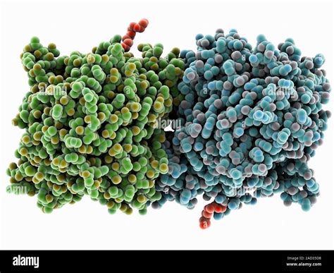 rpe retinal pigment protein molecular model  retinal pigment