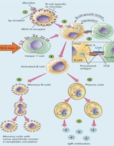 Immunology Week B Flashcards Quizlet