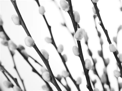 Elegant Monochrome Pussy Willow Wallpaper