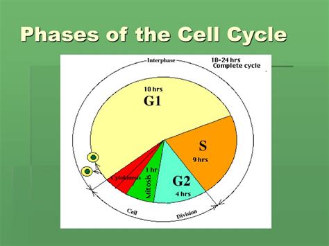 Cell Reproduction Binary Fission And The Cell Cycle Ppt Download