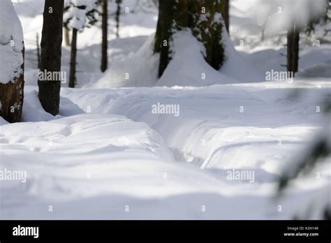 Pig tracks hi-res stock photography and images - Alamy