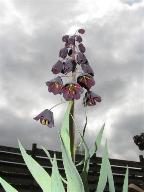 Fritillaria persica L. | Plants of the World Online | Kew Science