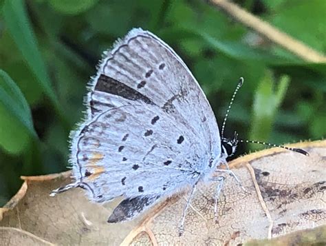 Hot Summer Days In A Butterfly Haze