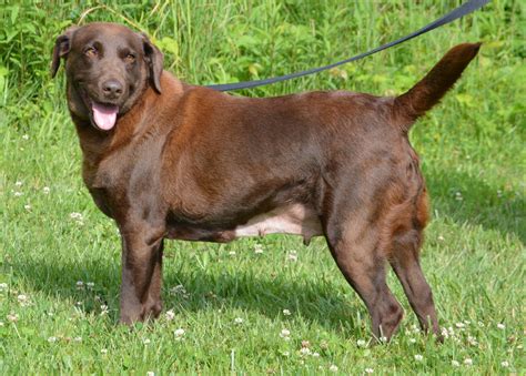 carmela new - Cincinnati Lab Rescue