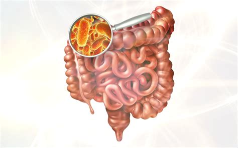 Previna A Disbiose E Saiba Como Manter A Flora Intestinal Saud Vel