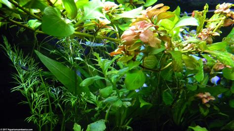 Aquarium Plants Add Beauty To A Freshwater Tank