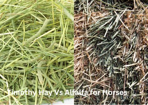 Timothy Hay Vs Alfalfa for Horses: Which One is Better?