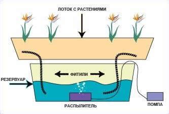 Капиллярный полив: сборка своими руками
