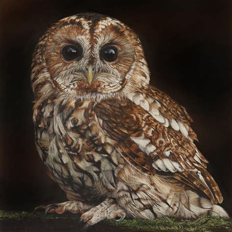 Annie Drew Wildlife Art On Instagram ““tawny Owl” Is Finished I Haven’t Painted An Owl For