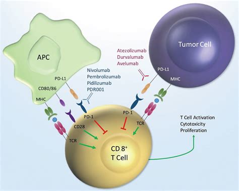 Frontiers Incidence Of Immune Related Adverse Events With Program