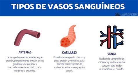 En la actualidad más lejos Controlar que son vasos sanguineos y cual es