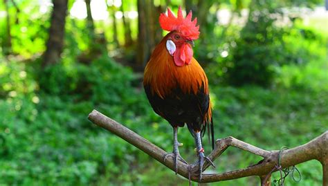 Miniature Chickens The Happy Chicken Coop