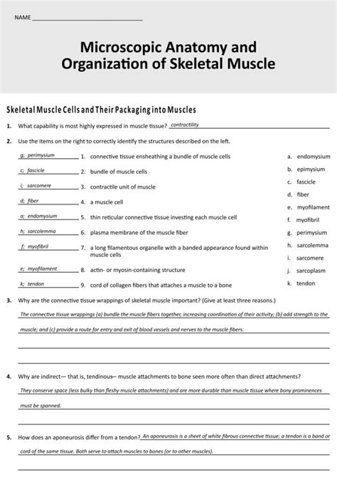 Microscopic Anatomy Of Skeletal Muscle Worksheets Printable Worksheets