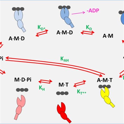 Atp Driven Actomyosin Cross Bridge Cycle The Black Circles Represent