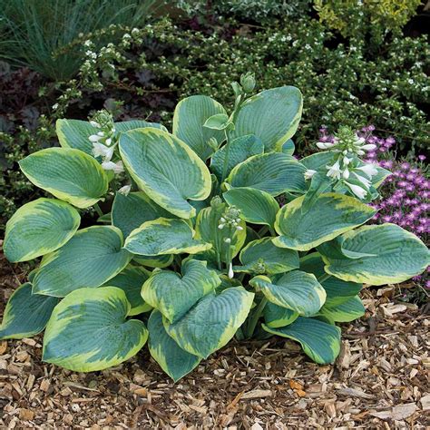 Hosta 'Frances Williams' | Suttons