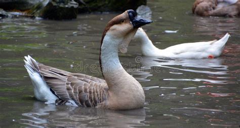 The African Goose stock photo. Image of dewlap, bird - 123550162