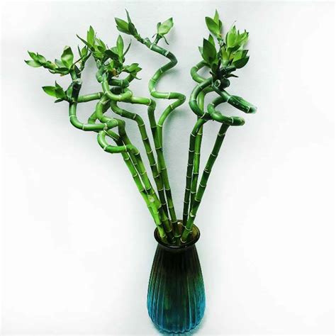 High Quality Lucky Bamboo Pineapple Foliage Ornamental Plants