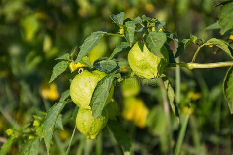 Tomatillo Physalis Philadelphica O Tomate Casero Mexicano Foto De