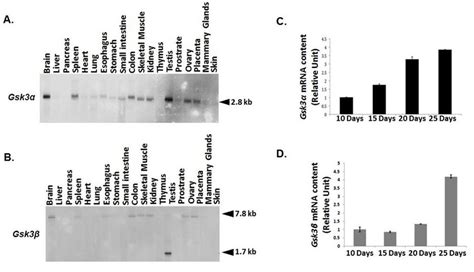 A B Northern Blot Analysis Of Multiple Mouse Tissue Rna Shows