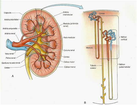 néfron 3 Anatomia papel e caneta