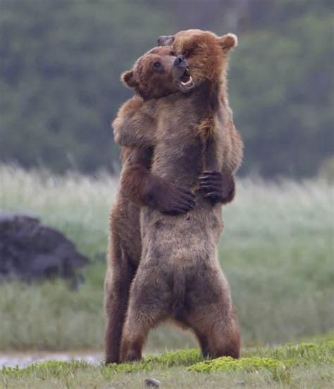 Love Is All Around Bear Bear Hug Brown Bear