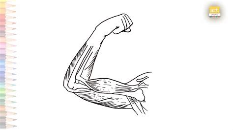Human Arm Muscles Diagram How To Draw Arm Muscles Diagram With