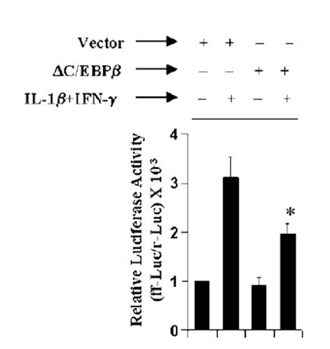 C Ebp Inhibits Inos Promoter Driven Luciferase Activity In