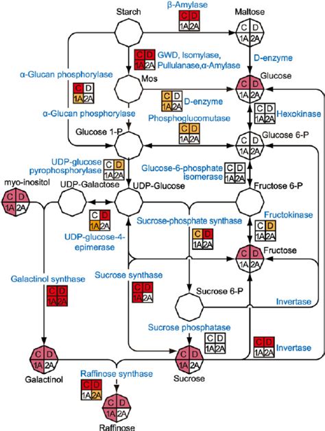 Map Of Starch Degradation And Suc Metabolism Pathways Each Small